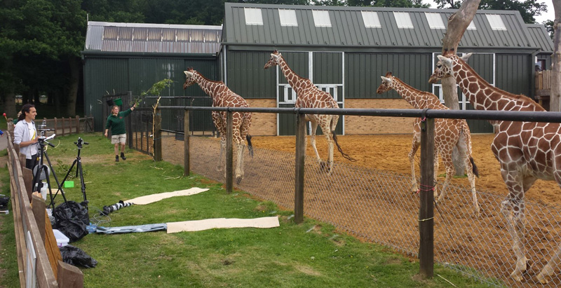 Royal Veterinary College walking with giraffes - News - Structure and